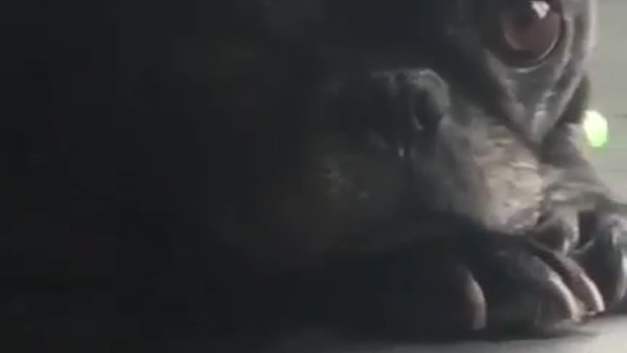 dog wiggles tail