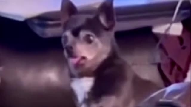 Dogs videos funny