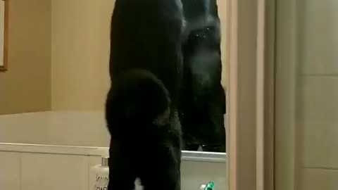 Odin cat antics