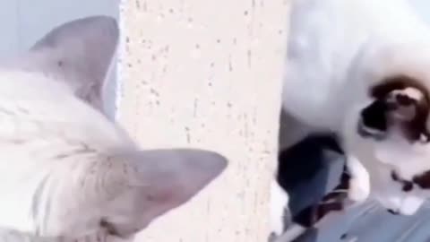 Cats love