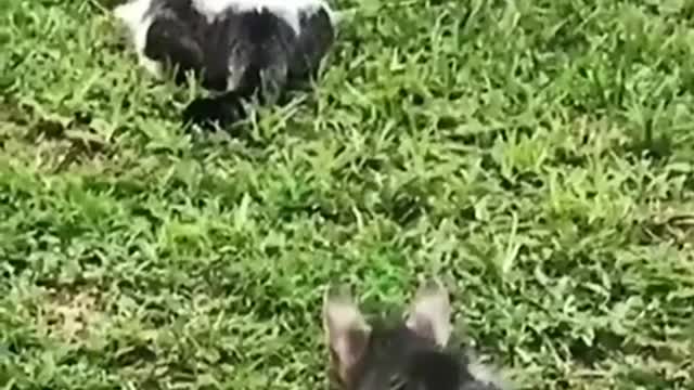 Baby Cats - Cute Funny Cats Videos Compilation