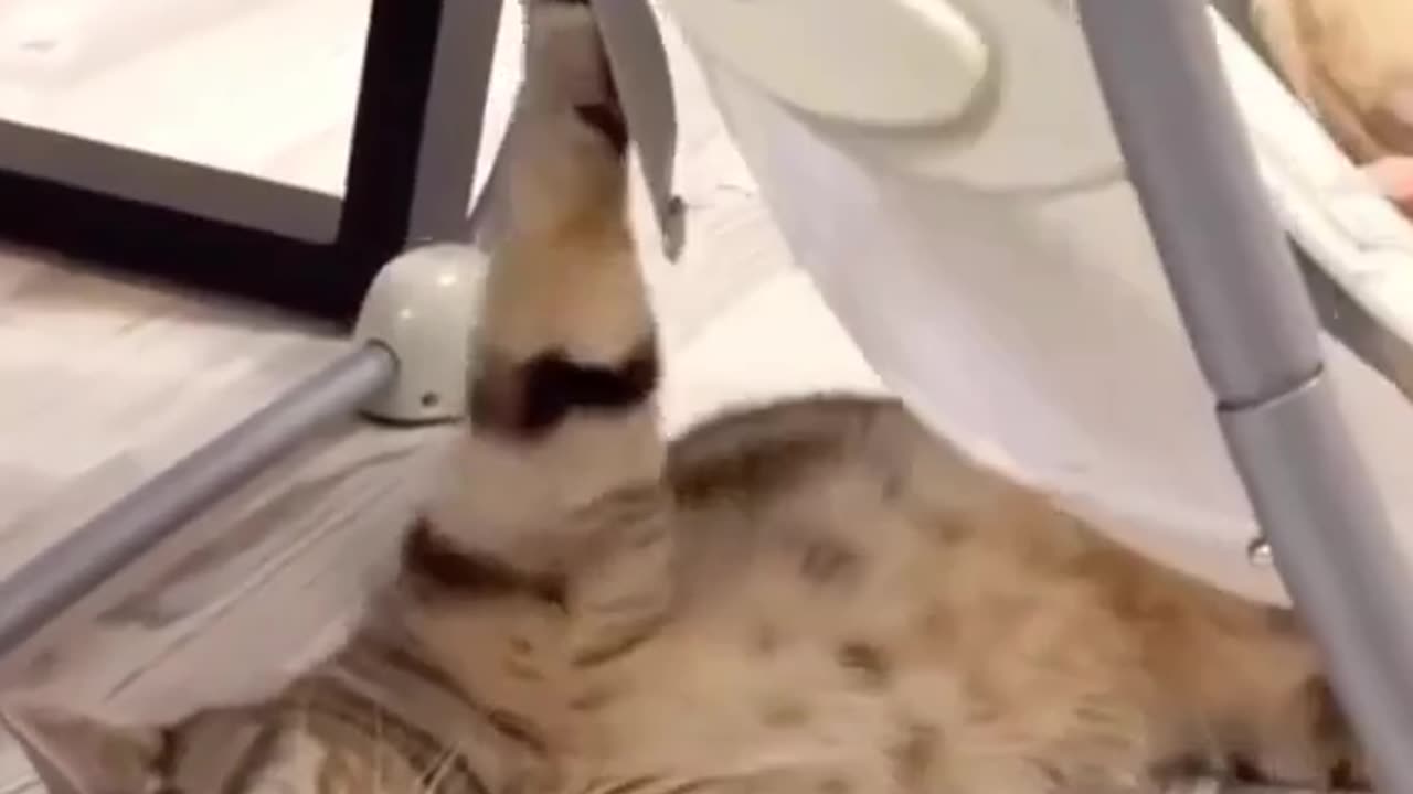 Caring Cat 😅 || Funny Video ||