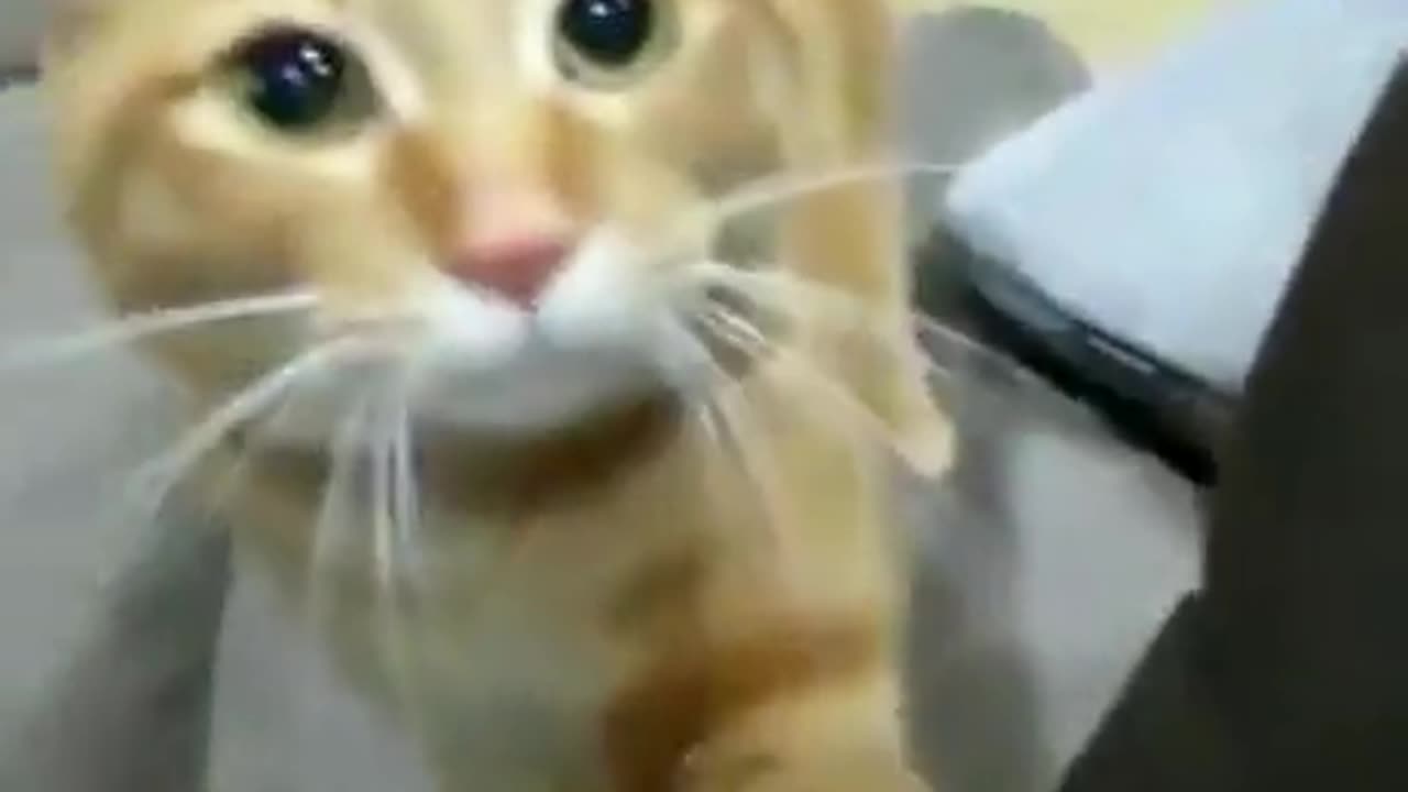 Cat begs to play fetch.