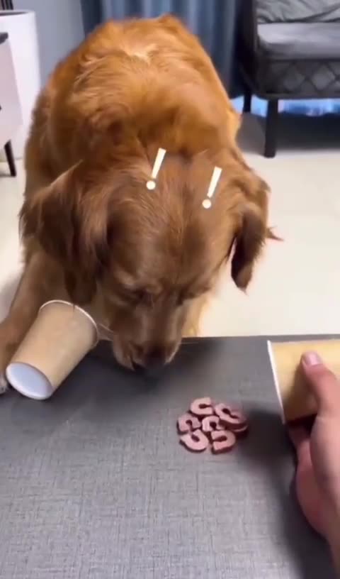 A smart dog and didn’t want to be fooled