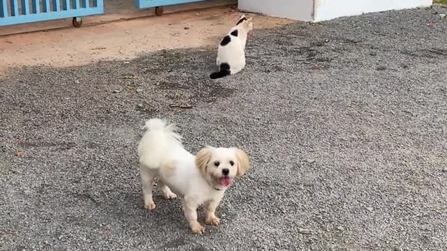 Three Dogs With A Cat, They Live Together and Play Around Peacefully