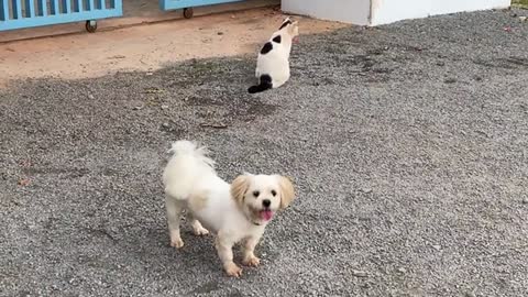 Three Dogs With A Cat, They Live Together and Play Around Peacefully