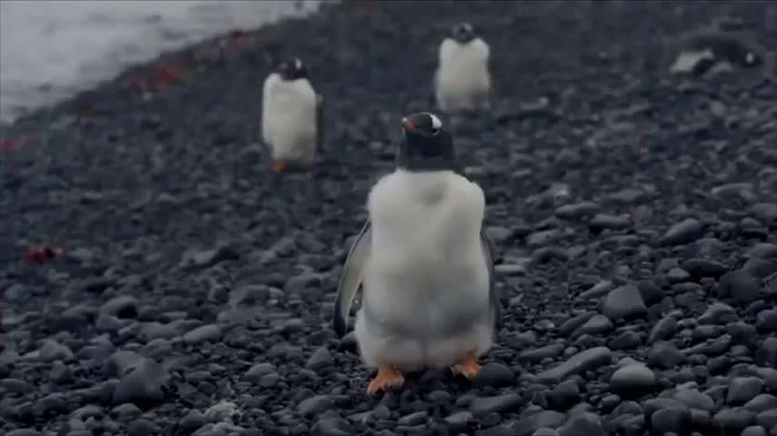 Antarctica - Music for Bilateral Stimulation