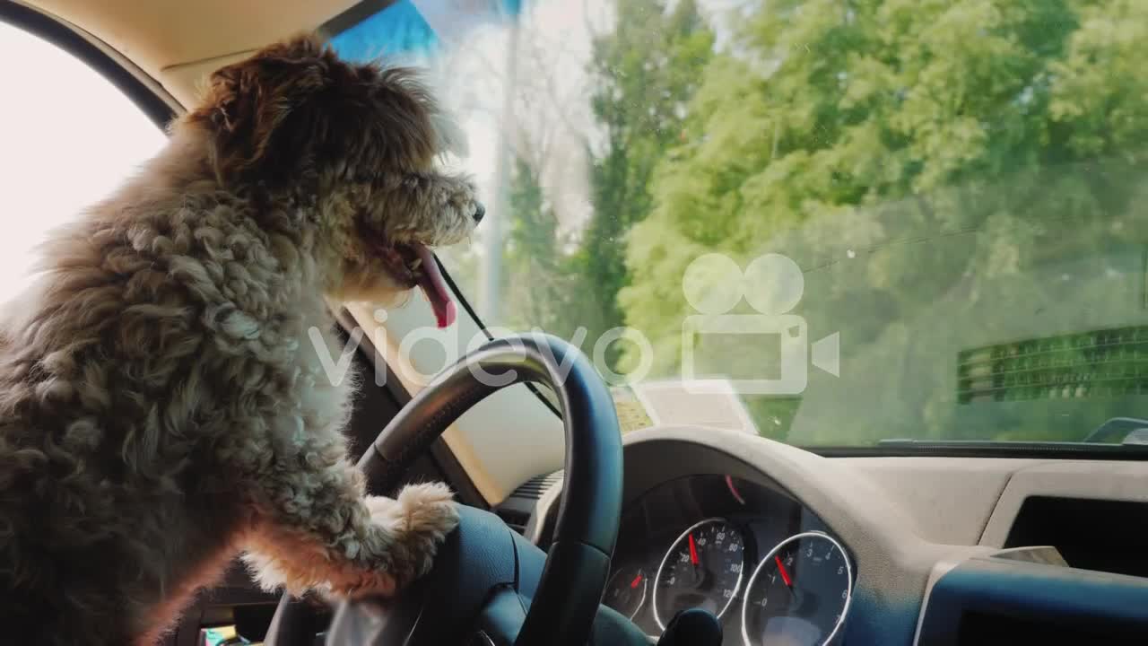 Cute Puppy Driver Is Driving A Car Dog Driver And Funny Video With Animals