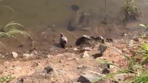A BIG FISH BECAME A BIRD EATING