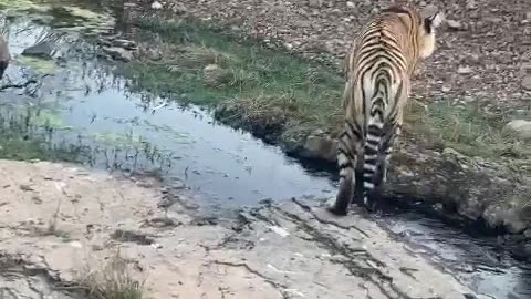 Live Tiger