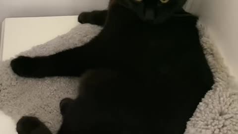 i love the cat