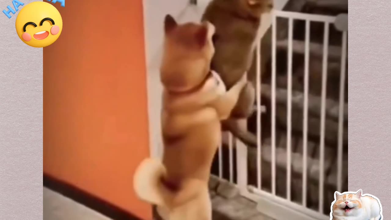 Funny Animal Viral Videos