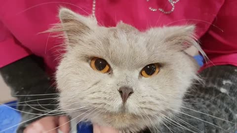 Lenny the British Blue LongHair Cat