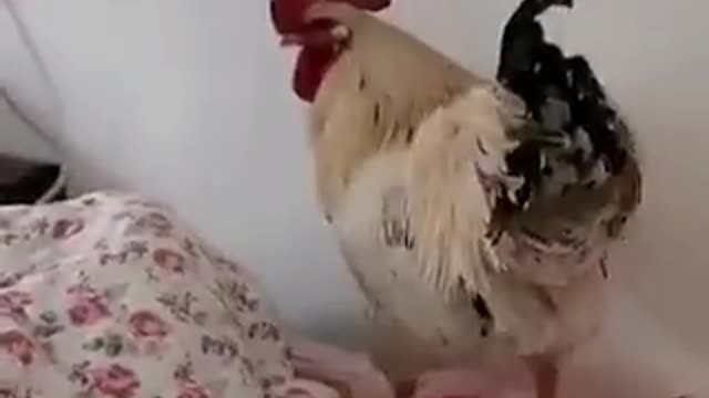Best Alarm😂 wake up