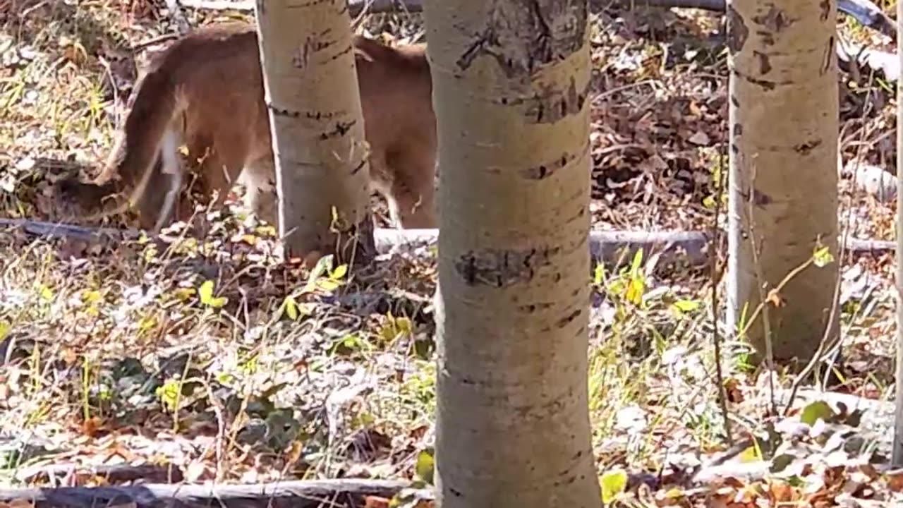 Hunter Has Close Encounter With a Mountain Lion