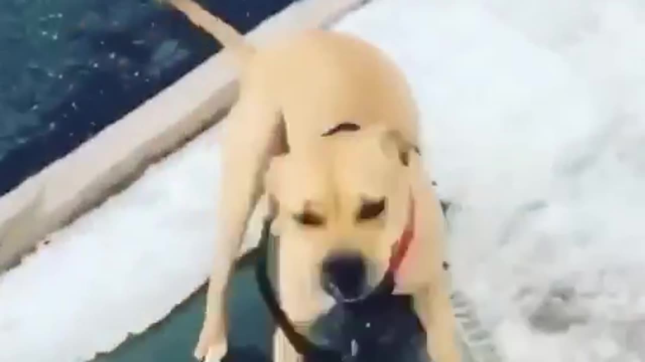 dog walking human