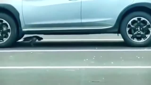 squirrel vs eagle