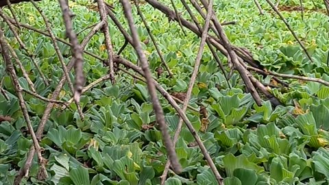 Lagoa cheia de plantas