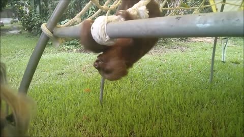 Baby Sloths Being Sloths - FUNNIEST Compilation