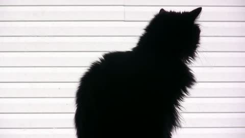 Cat in Window silhouette