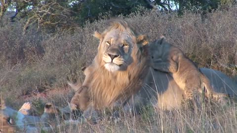 Male lion playing with cubs at Shamwari