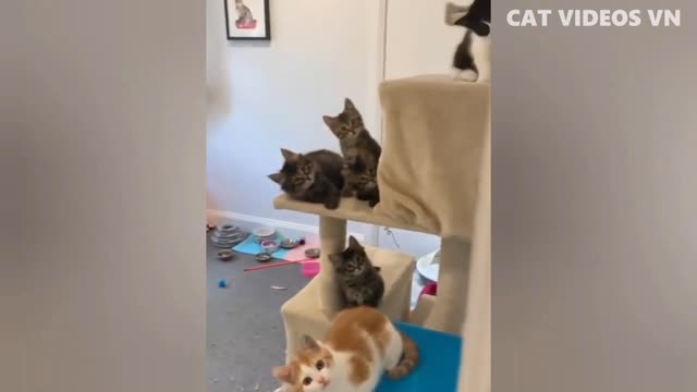 Cute and funny cat animal video##🙀🐈🐈🐈2022, best funny videos