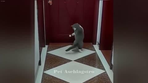 CLASSIC Dog and Cat Videos 1 HOURS of FUNNY Clips Cute baby animals videos