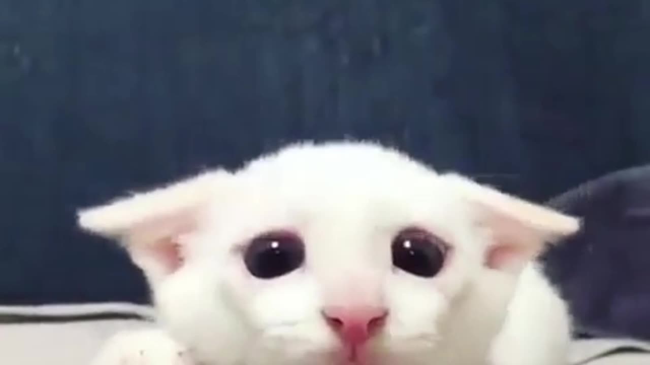 cute cat