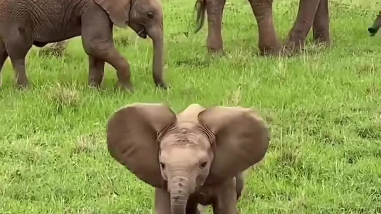 Elephant funny video