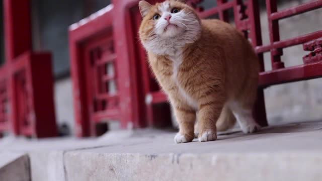 Orange cat has a lovely tongue