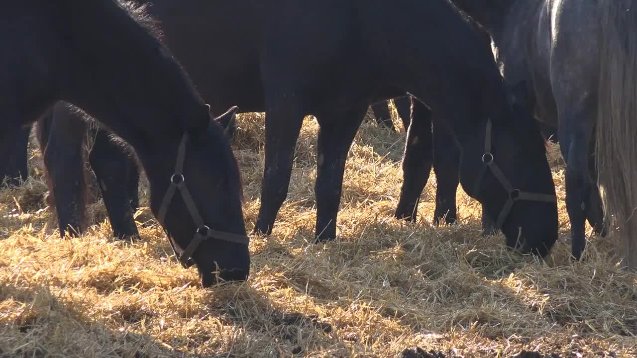 Black horses eat hay in a paddock