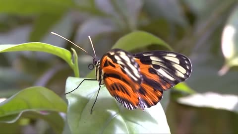 Beautiful Butterflies & The Best Relaxing Piano - Sleep Relaxing Music - 2 Hours - HD 1080P