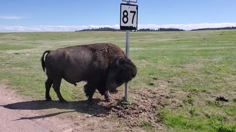 Buffalo in National Parks do what they want 😁