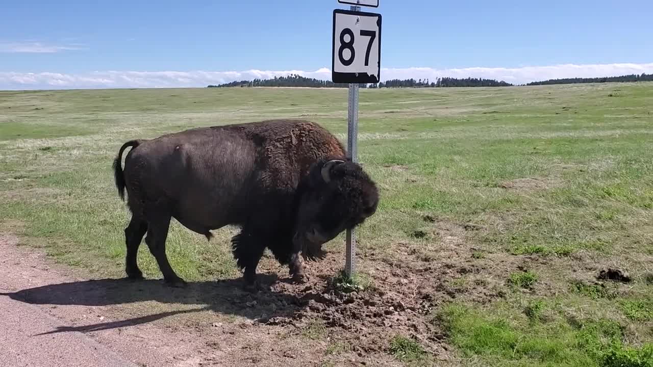 Buffalo in National Parks do what they want 😁