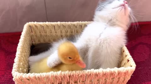 The kitten is madly in love with the duckling