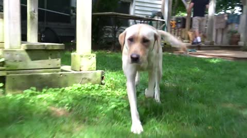 Adorable Labrador Retriever gets a skin soothing treatment