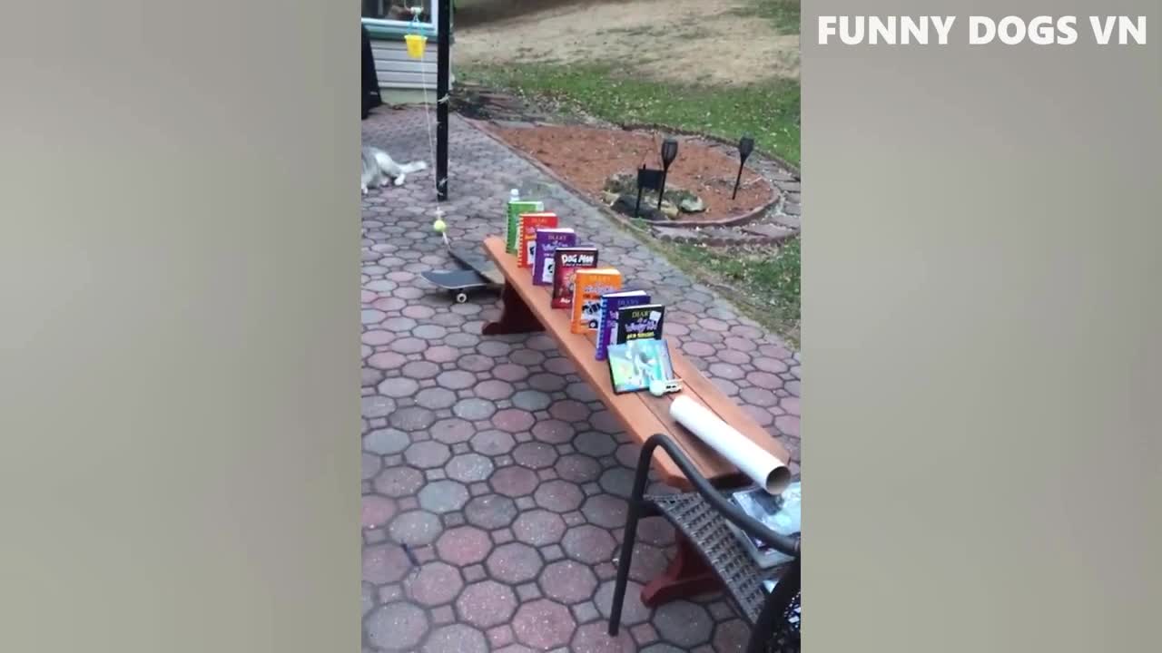 Funniest animal cat and dog video