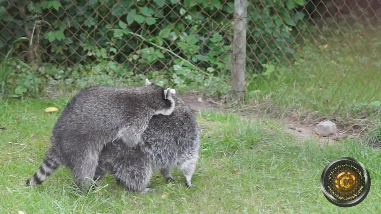 mating raccoons