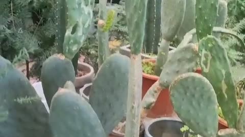 cactus in pot