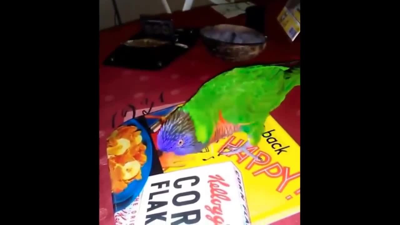 cheeky parrot wants corn flakes