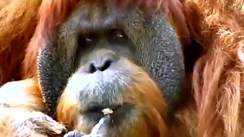 funniest orangutan so far