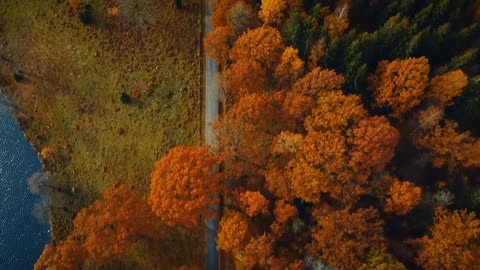 It's time for the annual Nordic fall season in suburban Sweden