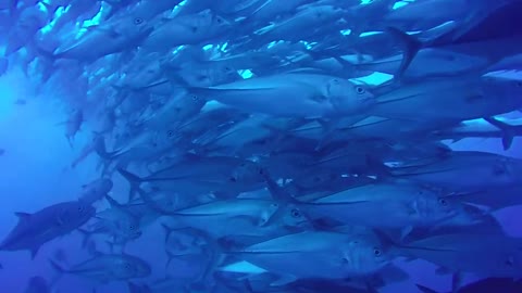 Galapagos Whale shark lucky