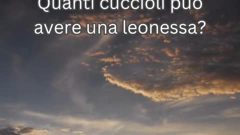 Fatto del Leone 9 - Quanti cuccioli può avere una leonessa?