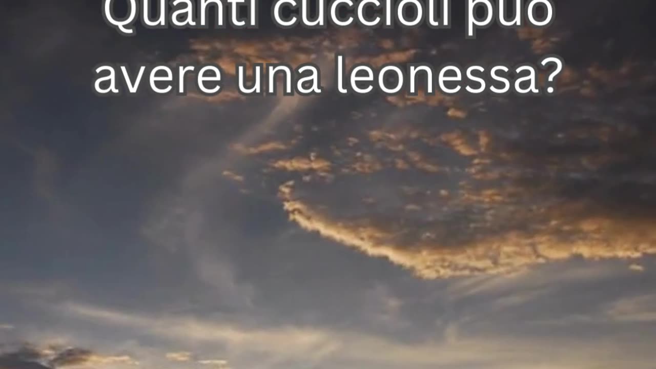 Fatto del Leone 9 - Quanti cuccioli può avere una leonessa?