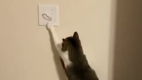 Cat turn the light off