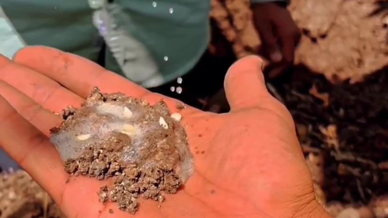 Identify the calcareous soil