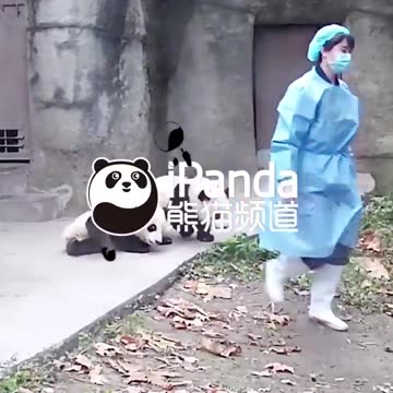 An_Essential_Requirement_Of_Panda_Nannies___iPanda_#shorts(720p)