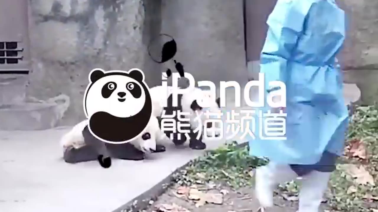 An_Essential_Requirement_Of_Panda_Nannies___iPanda_#shorts(720p)