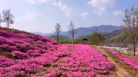 In this sea of flowers, I have been reluctant to leave for a long time